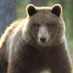 Brown bear