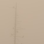 08 - 0919 - Urfugle i tåge - 02 - Bottenbo_
