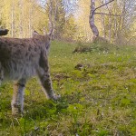 Lynx