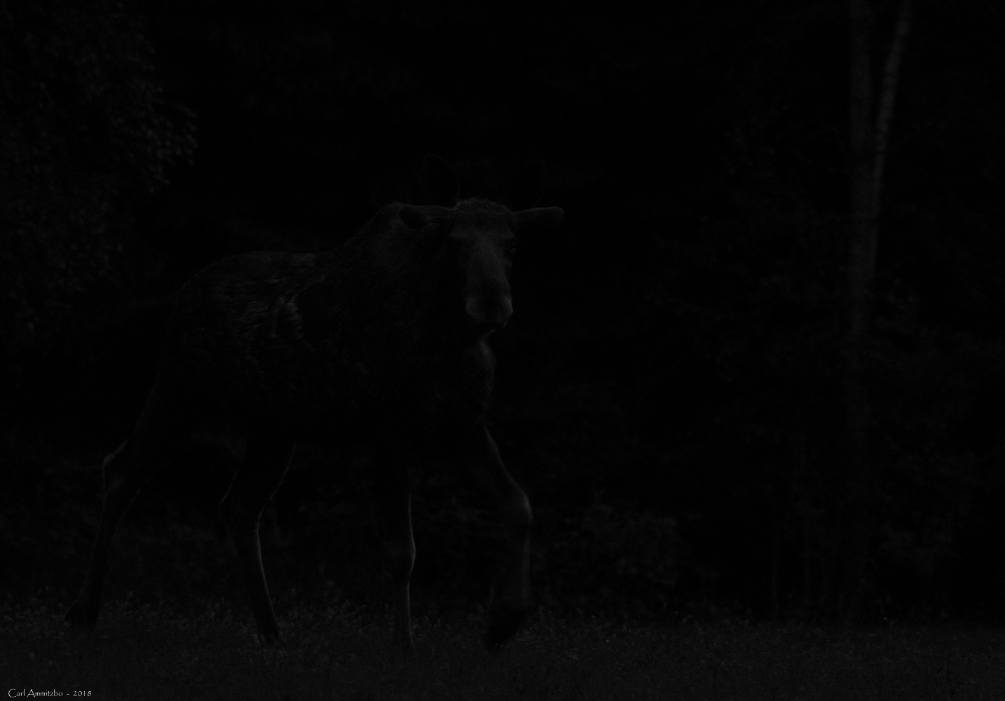 03 - 0522 - Elg i mørket - 02 - Bergslagen