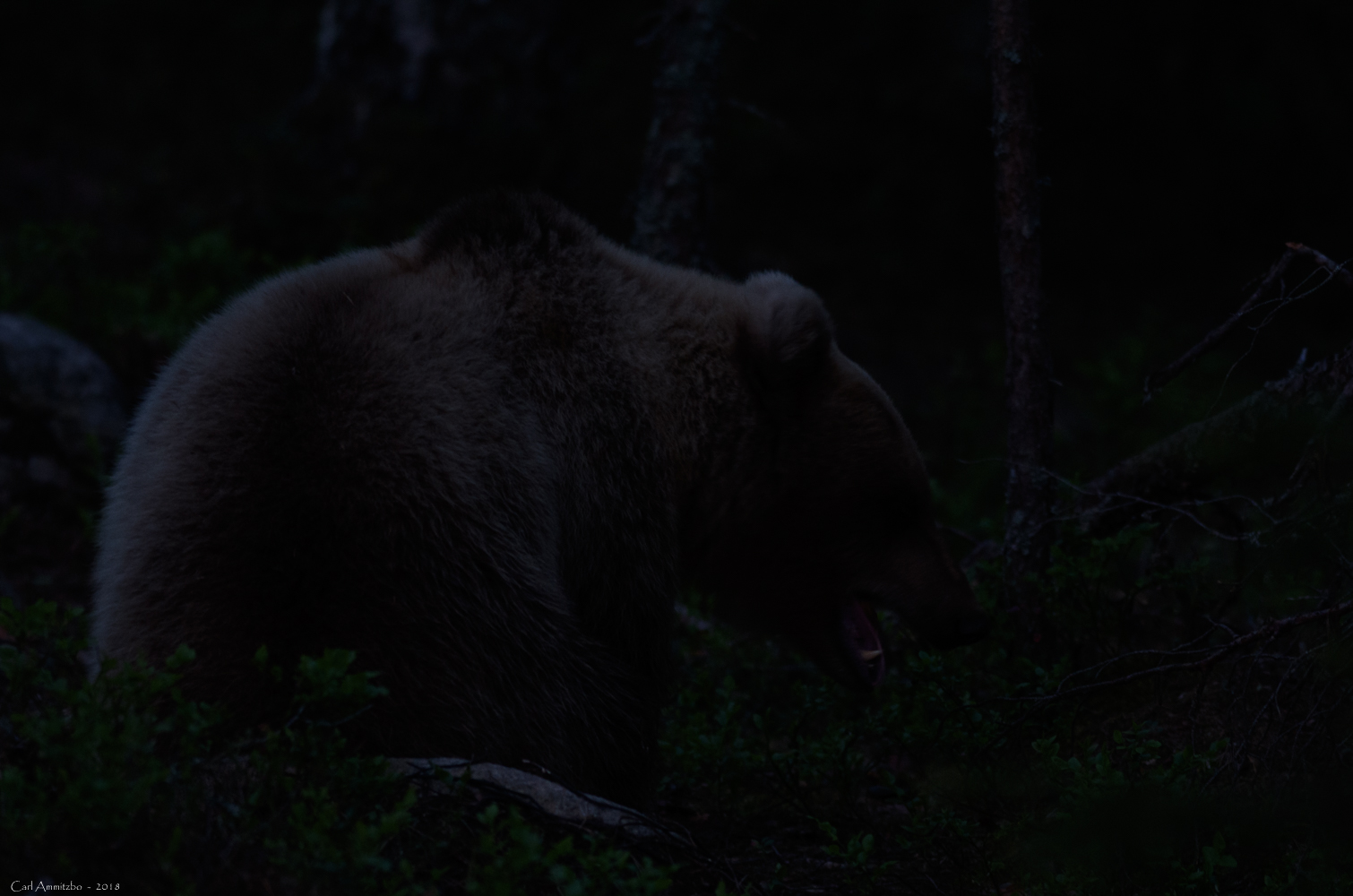 07 - 0521 - Brun bjørn - 99 - Bergslagen